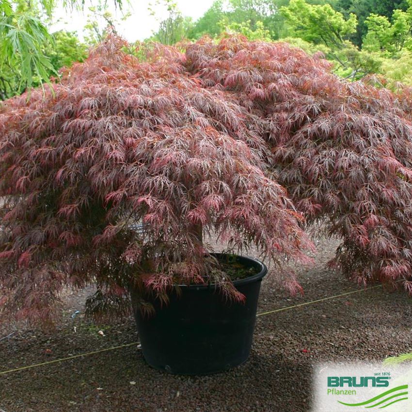 Acer palmatum dissectum